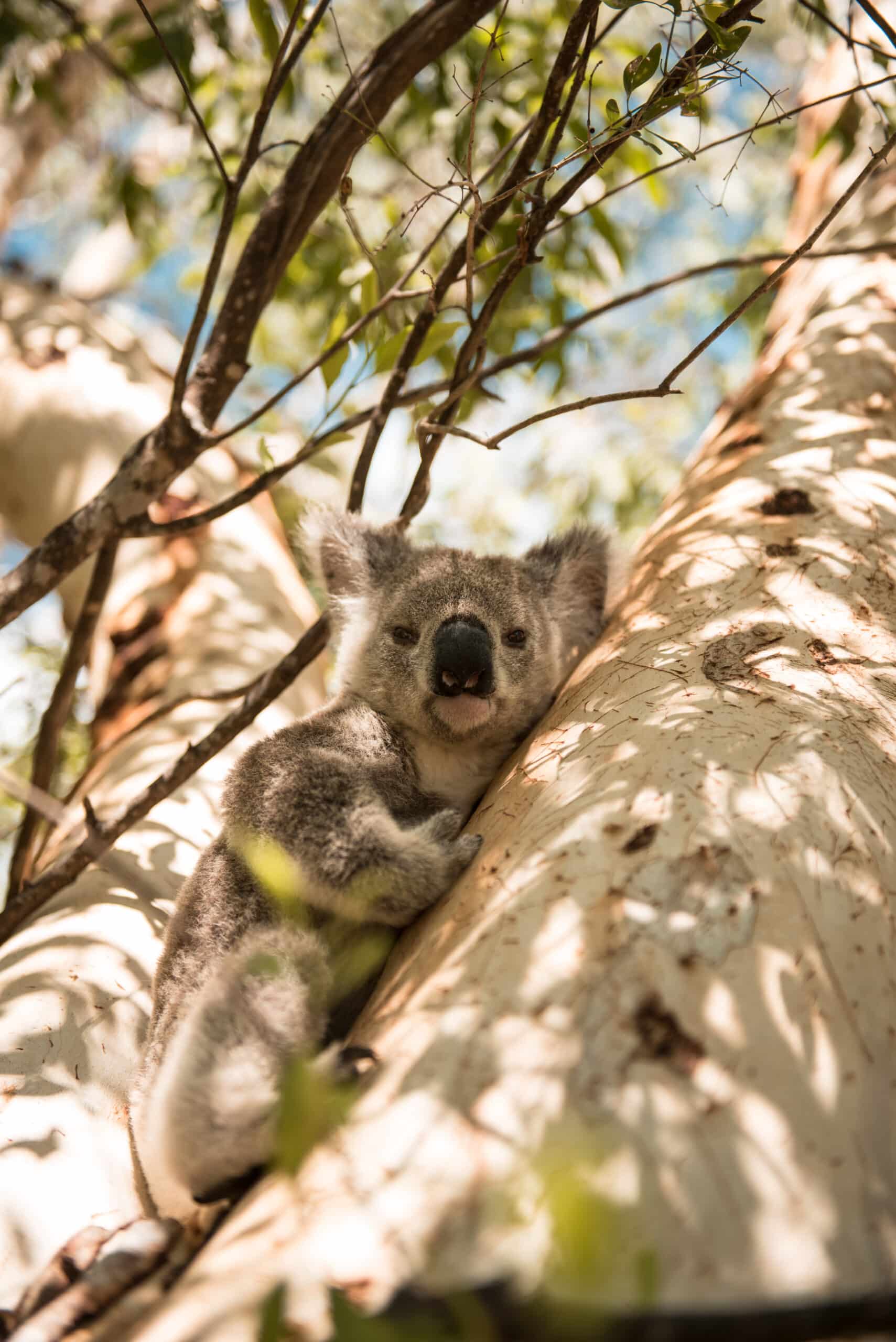 $999 Week on Magnetic Island | 7 Nights in Paradise, Two Incredible Resort Options