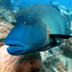 Great Barrier Reef Festival | 31 July - 2 August 2026