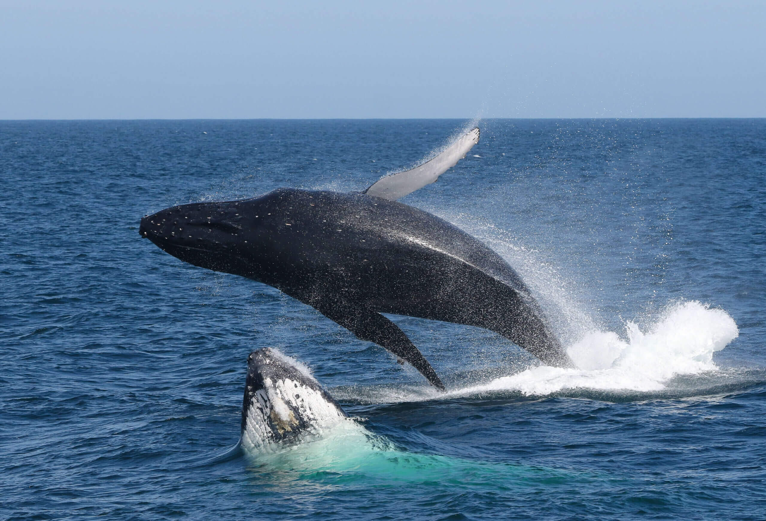 Where to See Whales in Port Stephens When You Stay at Mantra Nelson Bay