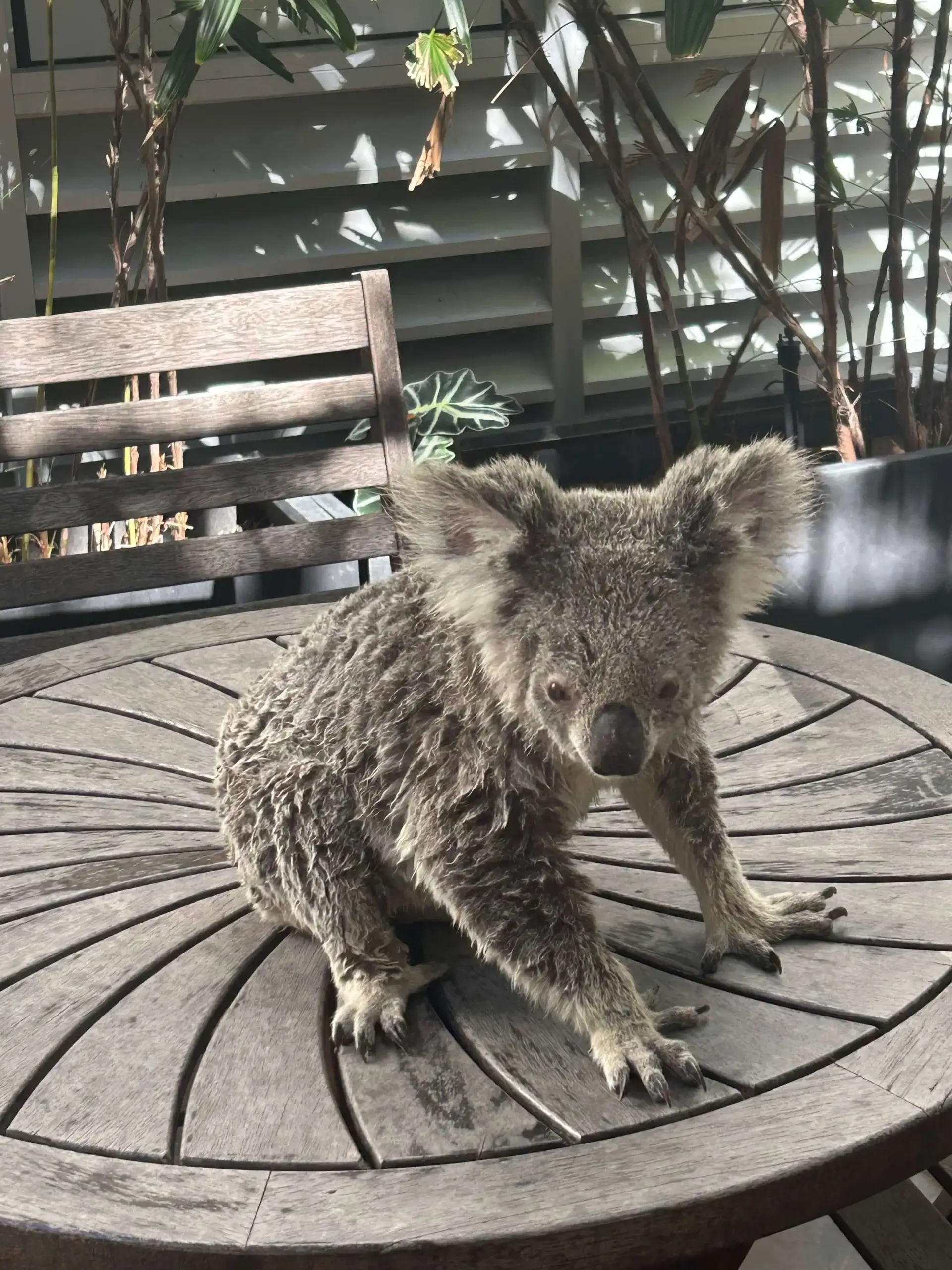 When a Koala Becomes Our VIP Guest on Magnetic Island. How We Support Local Wildlife.